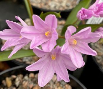 Chionodoxa luciliae 'Rosy Queen' 